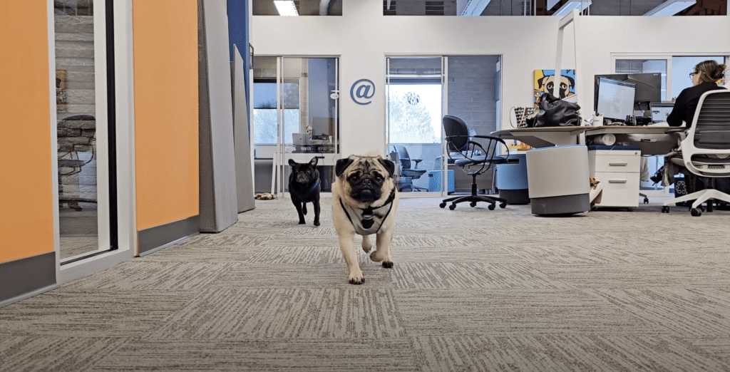 A picture of an open office with two pugs facing the camera.